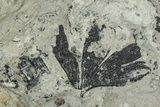 Jurassic Fossil Leaf (Ginkgo) Plate - England #242157-1